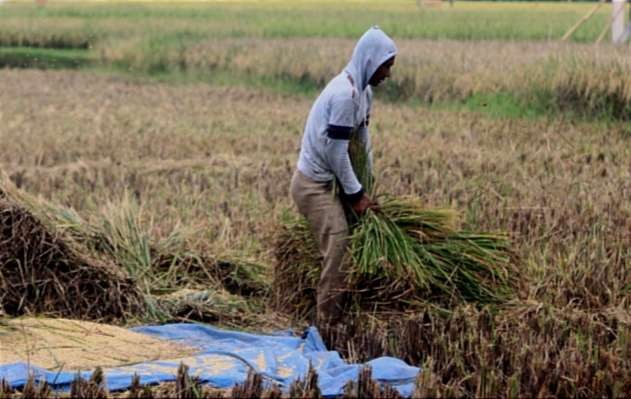 Perubahan musim tak menentu dan serangan hama selama Januari hingga Juli 2022 mengakibatkan 29 hektar bawah petani Bondowoso gagal panen padi.(foto:guido saphan/ngopibareng.id)