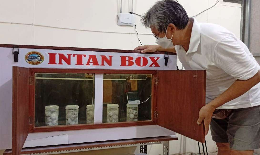 Wiyanto Haditanojo melihat Intan Box, alat penetasan telur penyu buatannya. Saat ini sudah ada 3 Intan box yang dibuat (foto:Muh Hujaini/Ngopibareng.id)