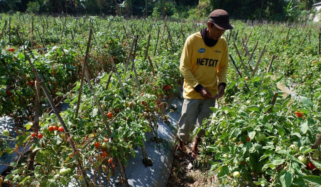 Petani di Probolinggo sedang panen tomat di kebunnya. (Foto: Ikhsan Mahmudi/Ngopibareng.id)