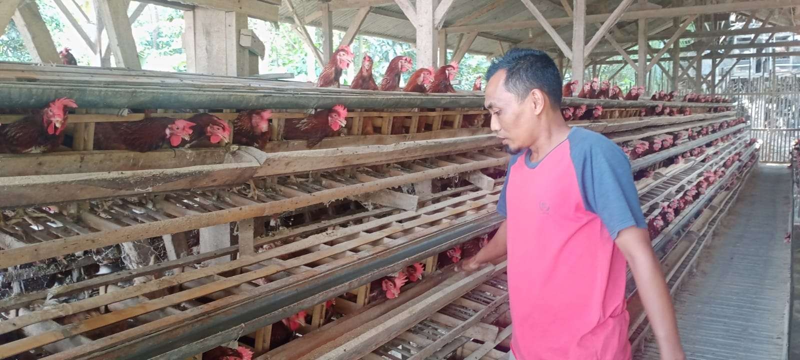 Salah satu peternak di Kota Malang, Sugeng, saat memberikan pakan ke sejumlah ternaknya (Foto: Lalu Theo/Ngopibareng.id)