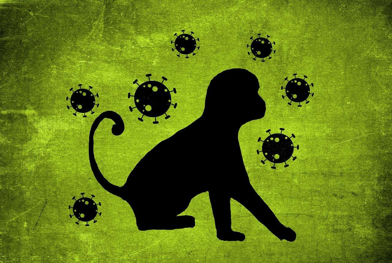 Ilustrasi wabah cacar monyet yang saat ini sudah masuk Indonesia. (Foto:Pixabay)