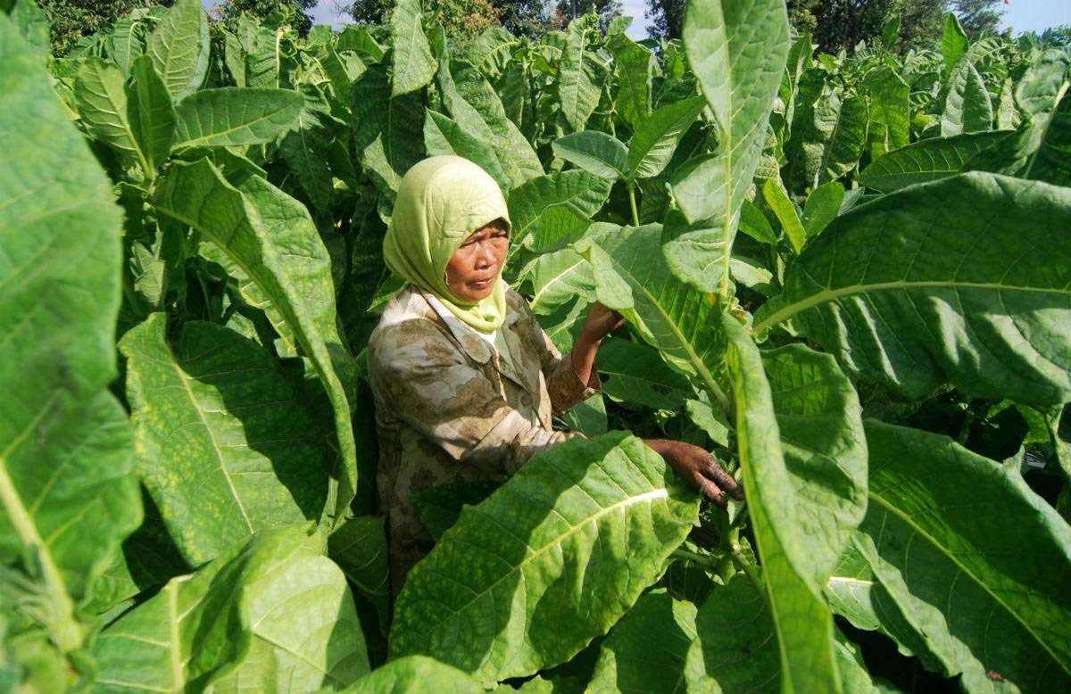 Petani di Kabupaten Probolinggo sedang memanen daun tembakau di kebunnya. (Foto: Ikhsan Mahmudi/Ngopibareng.id)