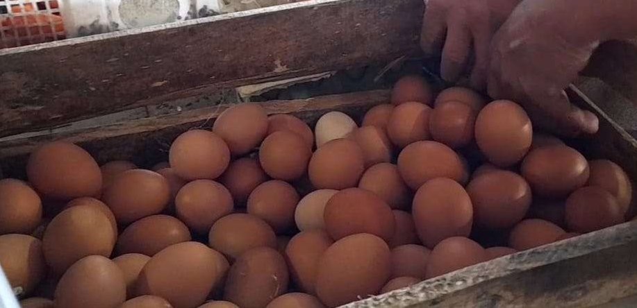 Harga telur ayam di Blora merangkak naik. (Foto: Ahmad Sampurno/Ngopibareng.id)