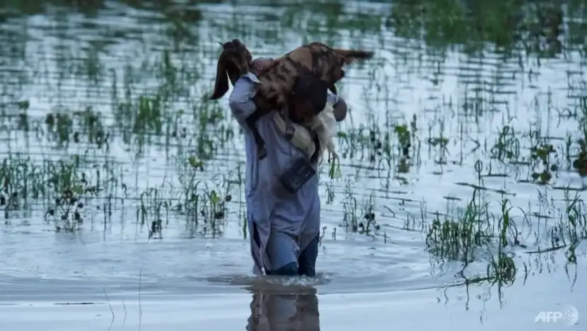 Kondisi darurat di Pakistan mengundang perhatian dunia. Tampak, seorang petani Pakistan yang menganggakat ternak melewati genangan banjir (Foto: AFP)