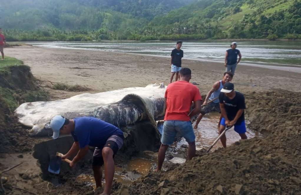 Warga menguburkan bangkai hiu tutul atau hiu paus yang terdampar di Pantai Muara Mbaduk. (Foto: Dokumentasi Warga)