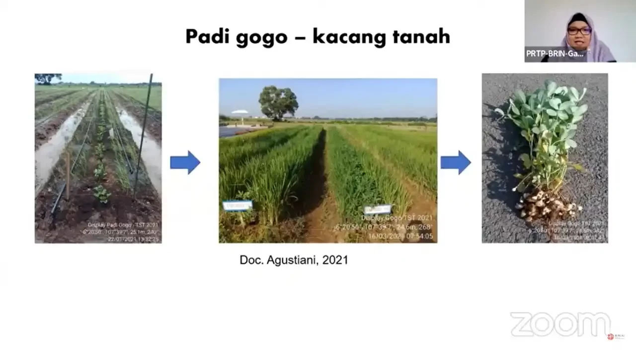 Peneliti BRIN tenah mengembangkan irigasi tetes di desa. Di antaranya untukPadi gogo dan kacang tanah .(Foto: dok. Brin)