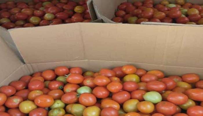 Harga tomat di tingkat petani di Kabupaten Jember anjlok, antara Rp 200-300 per kg (Foto: Rusdi/Ngopibareng.id)