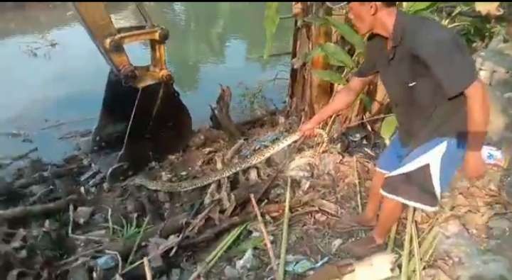 Tangkapan layar video amatir warga saat melakukan penangkapan ular sanca. (Foto: Khoirul Huda/Ngopibareng.id)