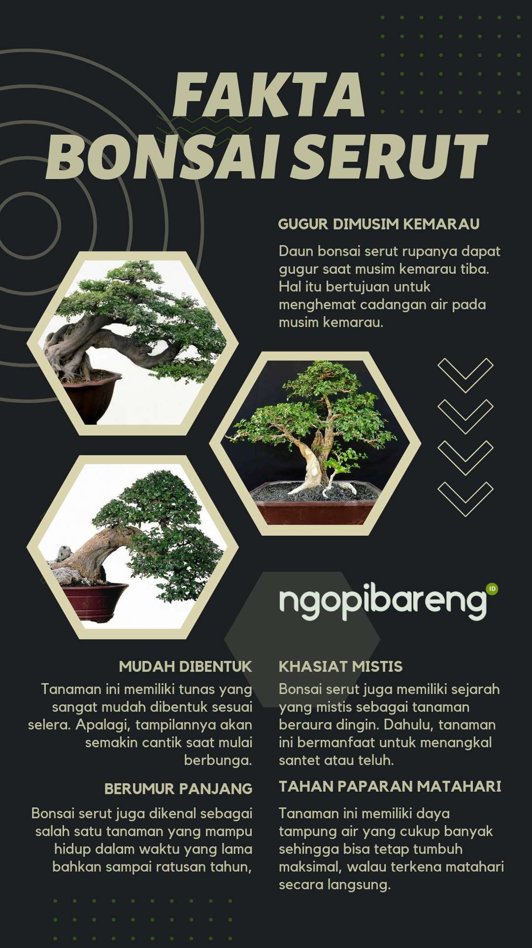 Infografis Bonsai Serut (Grafis: Fa Vidhi/Ngopibareng.id)