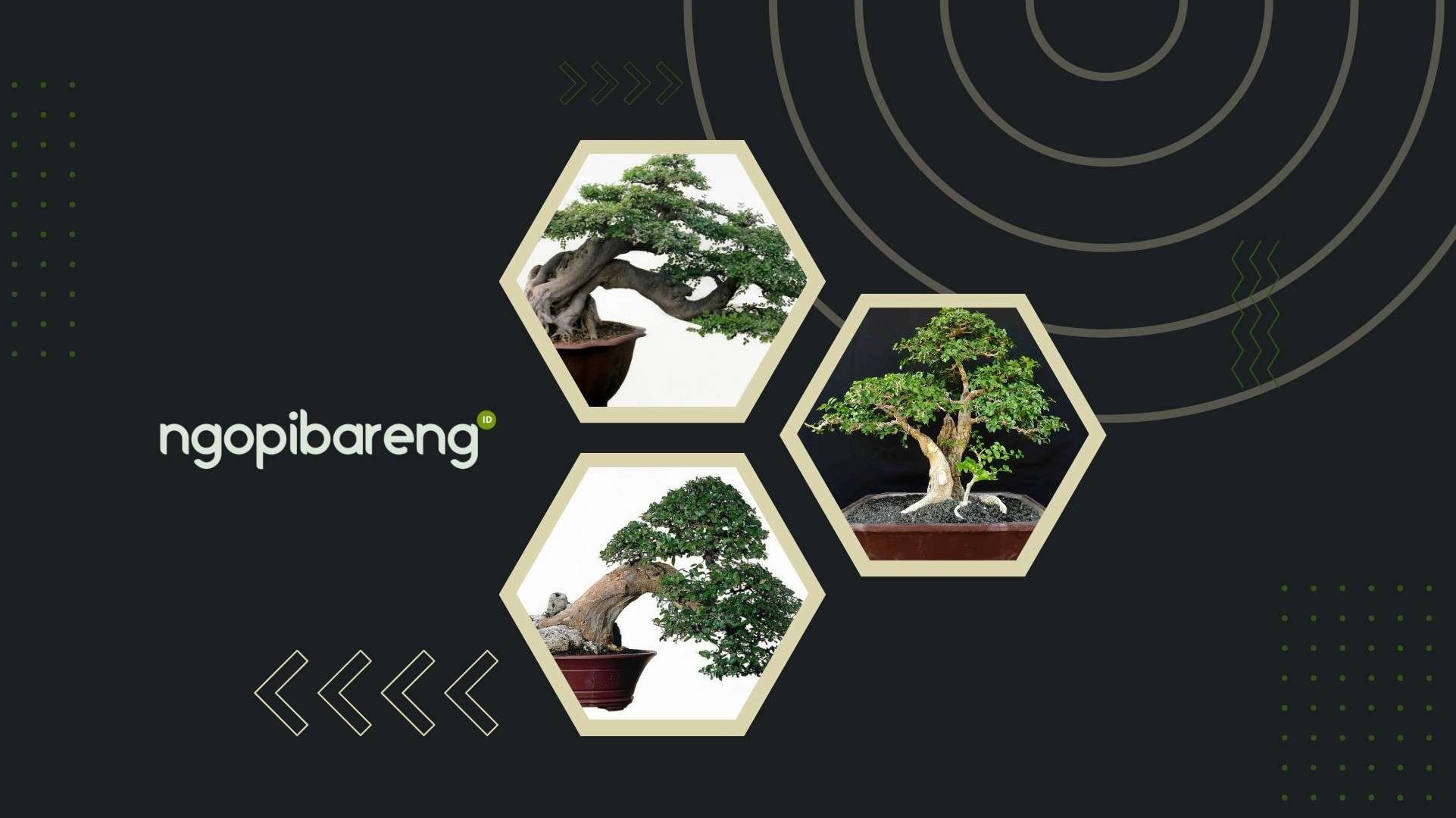 Bonsai merupakan salah ahad pohon mempercantik yang banyak di gemari. Berbeda dengan pohon mempercantik konvensional, bonsai ada keunikan sendiri. (Ilustrasi: Fa-Vidhi/ Ngopibareng.id)