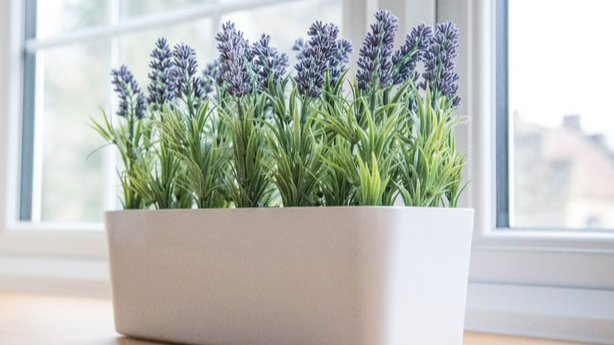 Tanaman lavender ampuh untuk mengusir nyamuk. (Foto: NYBG)
