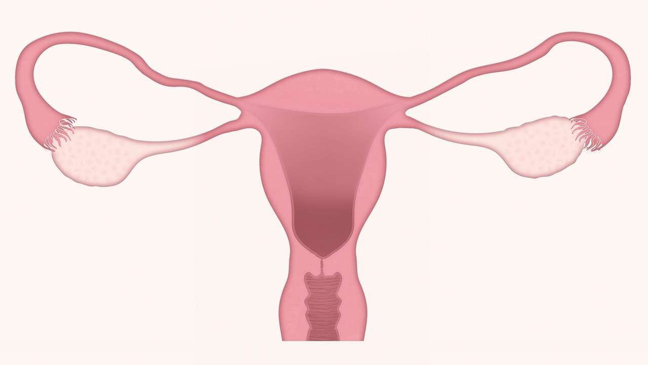 Ilustrasi organ reproduksi wanita yang harus dipersiapkan sebelum menikah. (Foto: Pixabay)