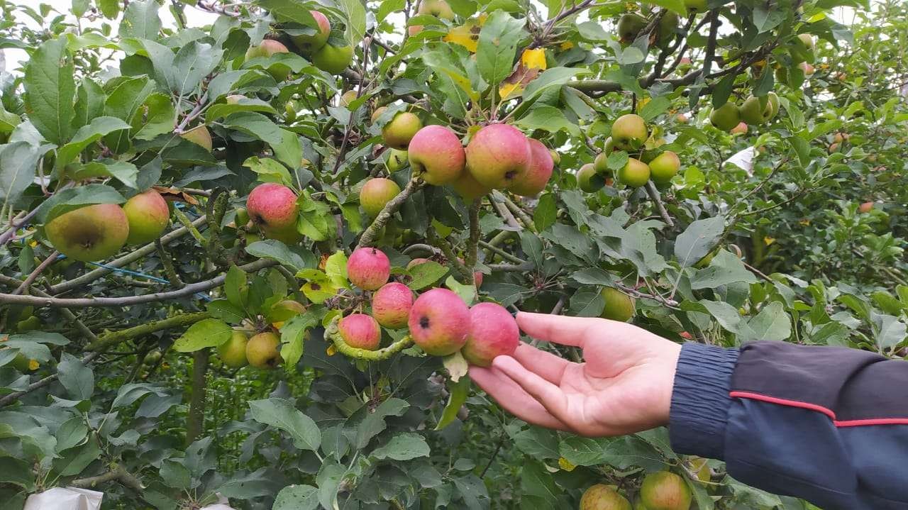 Salah satu lahan apel di Kota Batu. (Foto: Lalu Theo/ngopibareng.id)