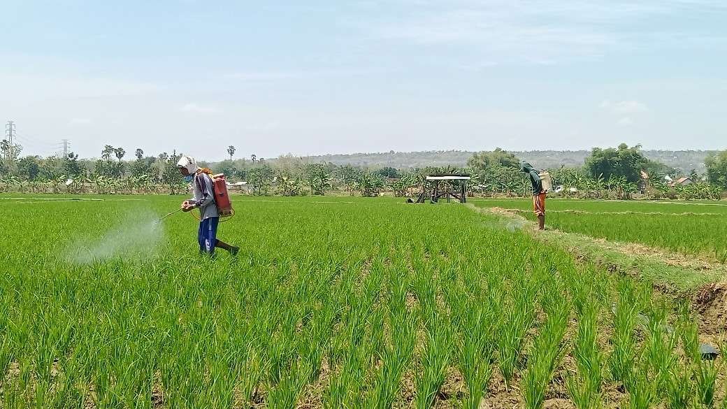 Petani Tuban melakukan penyemprotan tanaman padi untuk mencegah hama (Khoirul Huda/Ngopibareng.id)