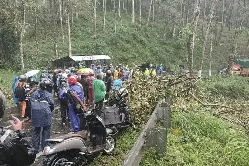 Pohon tumbang menimpa pengguna jalan hingga tewas di Ngantang, Malang. (Foto: BPBD Malang)