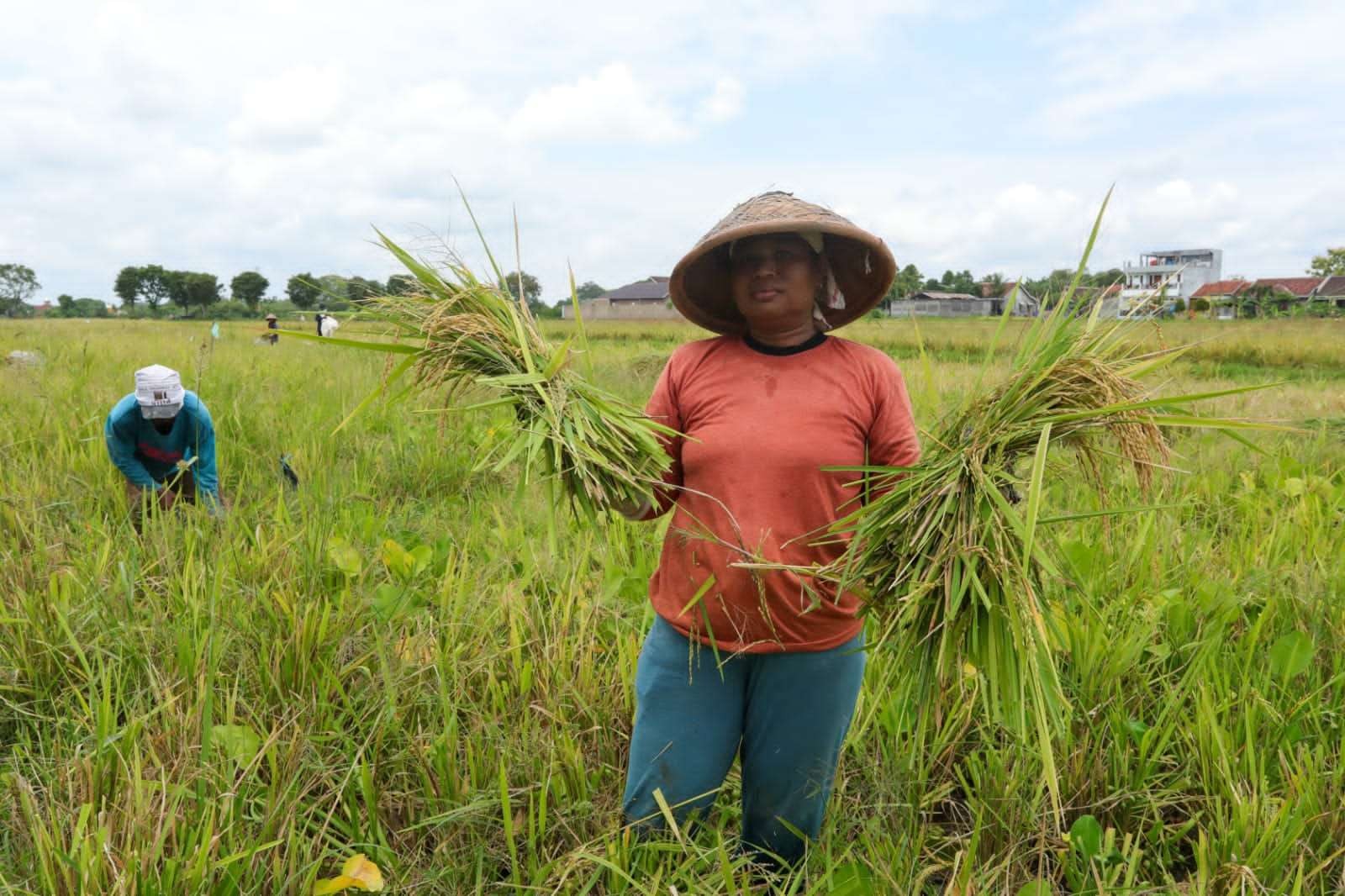Petani beras Srinuk, produk pertanian unggulan Kabupaten Klaten, Jawa Tengah. (Foto: Diskominfo Pemprov Jateng)