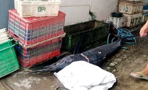 Ikan merlin dengan moncong panjang 2 meter dan berat lebih 50 kg ini menghilangkan nyawa seorang nelayan di Situbondo. (foto: humas polres Situbondo)