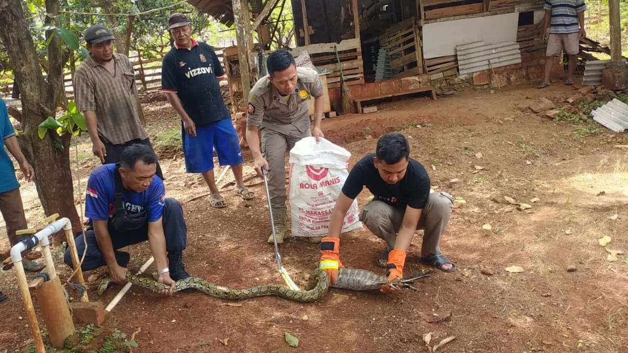 Petugas Satpol PP dan Damkar Tuban saat melakukan proses evakuasi ular piton (Foto: dok. Damkar Tuban)