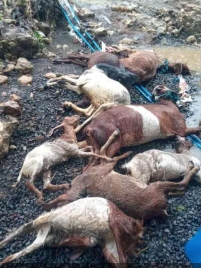 Sejumlah ternak kambing mati akibat banjir bandang di Desa Serang, Kecamatan Panggungrejo, Kabupaten Blitar, Jawa Timur. (Foto: WhatsApp)