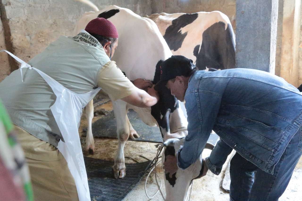Petugas dari Dinas Pertanian, Ketahanan Pangan dan Perikanan (DPKPP) Kota Probolinggo sedang menyuntikkan vaksin PMK terhadap sapi. (Foto: Ikhsan Mahmudi/Ngopibareng.id)