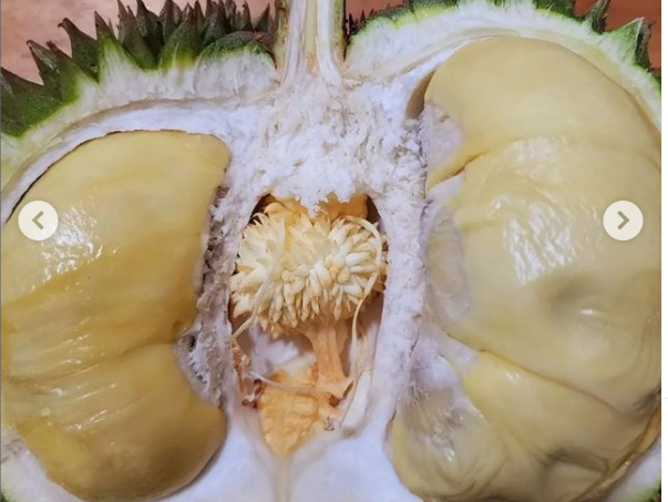 Lumajang dikenal sebagai salah satu wilayah penghasil durian, di Jawa Timur. Ada durian bajul, juga durian mentega yang lebih dahulu dikenal. (Foto: Instagram)