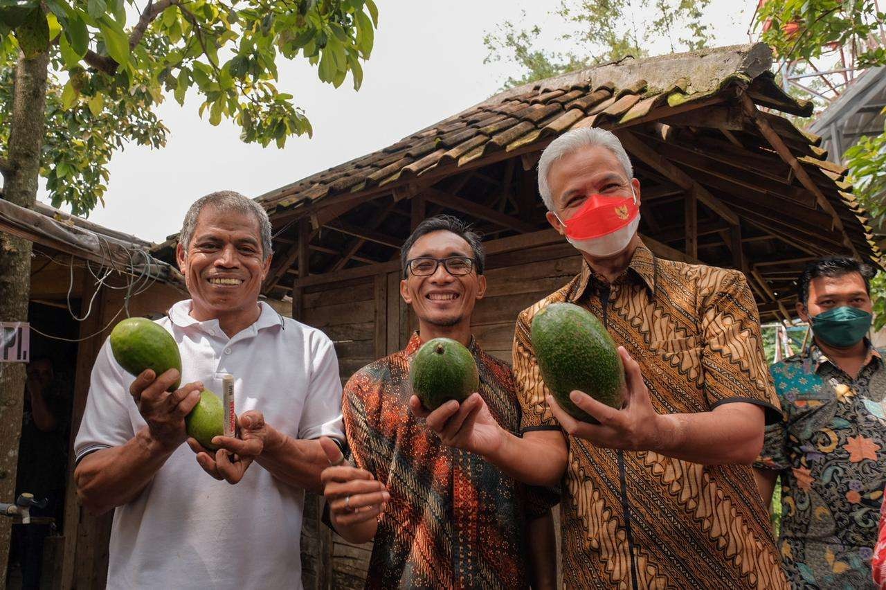 Gubernur Jawa Tengah Ganjar Pranowo populerkan buah alpukat rifai yang dikembangkan oleh kelompok Tani Bina Karya Bedono, Kecamatan Boja, Kendal. (Foto: Diskominfo Pemprov Jateng)