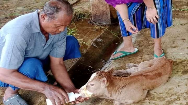 Pemilik sapi memberikan susu pada bayi sapi yang lahir prematur di Banyuwangi. (Foto: Istimewa)