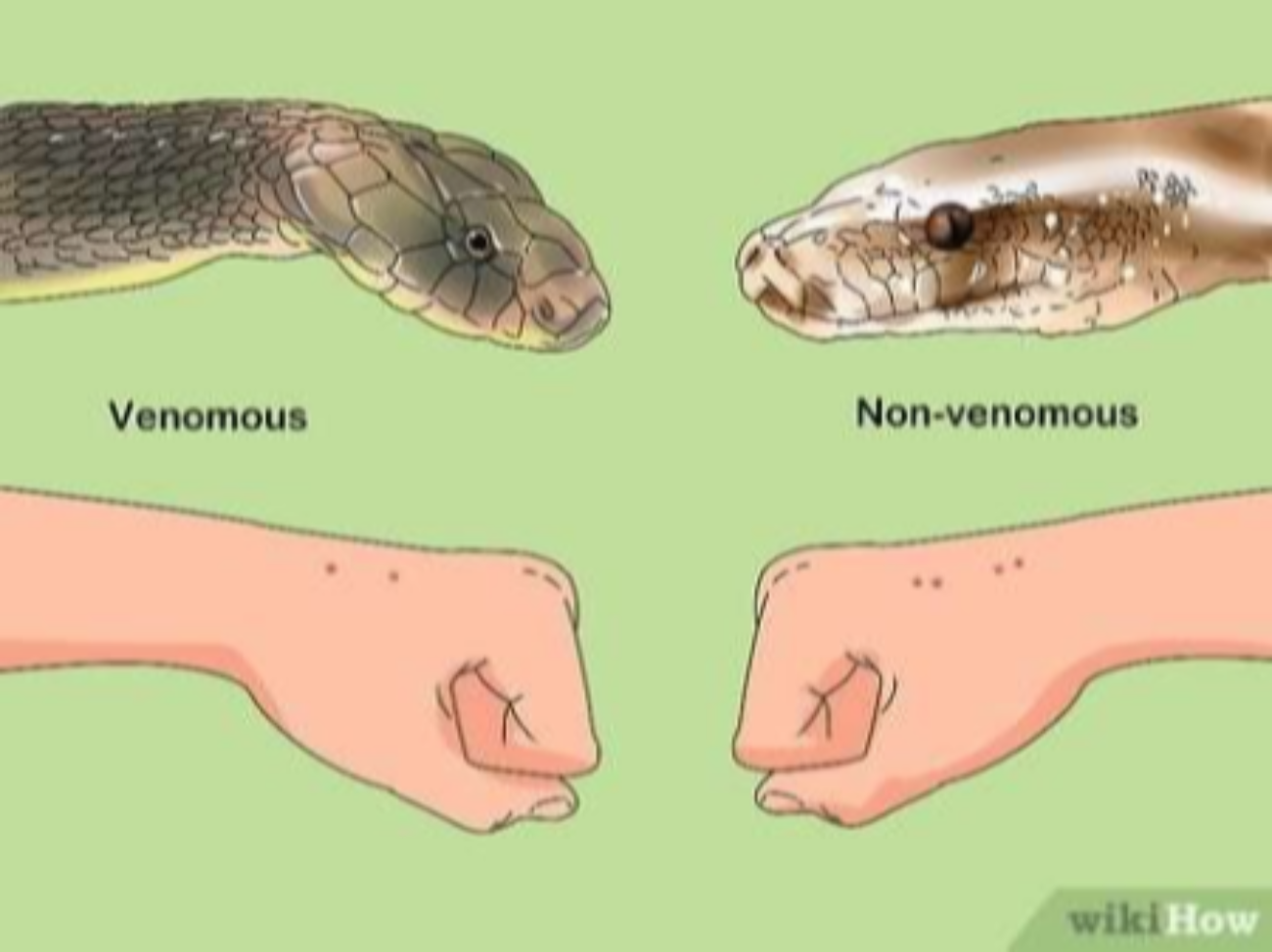 Описание укуса змеи. След от укуса неядовитой змеи. Как выглядят укусы змей. Как выглядит укус ядовитой змеи. Место укуса змеи гадюки.