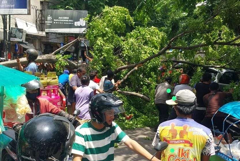 Pohon peneduh di Jalan Panglima Sudirman, Kota Probolinggo yang tumbang dan menimbulkan korban jiwa, beberapa waktu lalu. (Foto: Ikhsan Mahmudi/Ngopibareng.id)