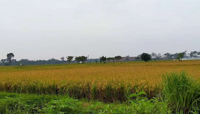 Hamparan padi siap panen di Kabupaten Jember (Foto: Rusdi/Ngopibareng.id)