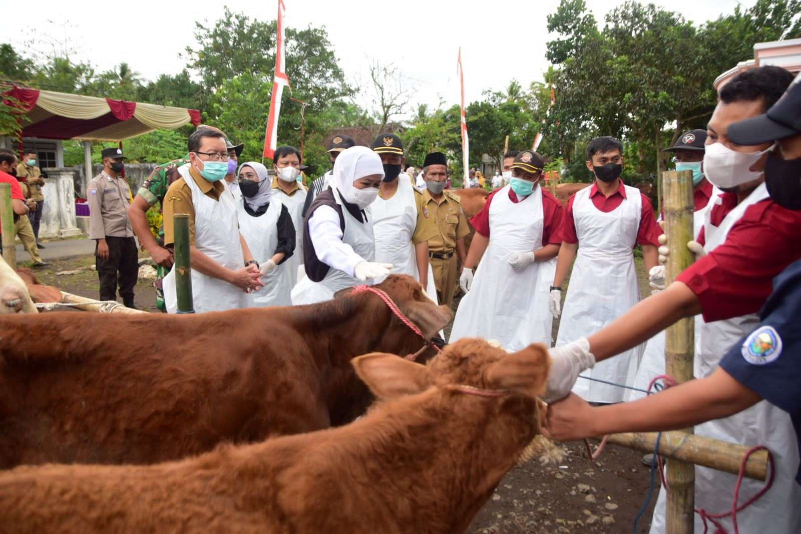 Gubernur Jawa Timur, Khofifah Indar Parawansa saat mengecek kesehatan sapi. (Foto: Humas Pemprov Jatim)