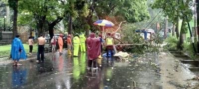 Proses evakuasi pohon tumbang di Kota Malang (Foto: BPBD Kota Malang)