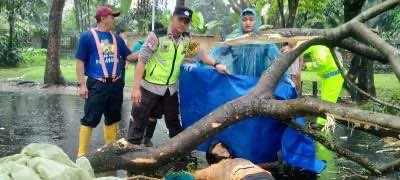 Dahan pohon tumbang yang di Kota Malang yang menelan satu korban jiwa (Foto: Polsek Kedungkandang)