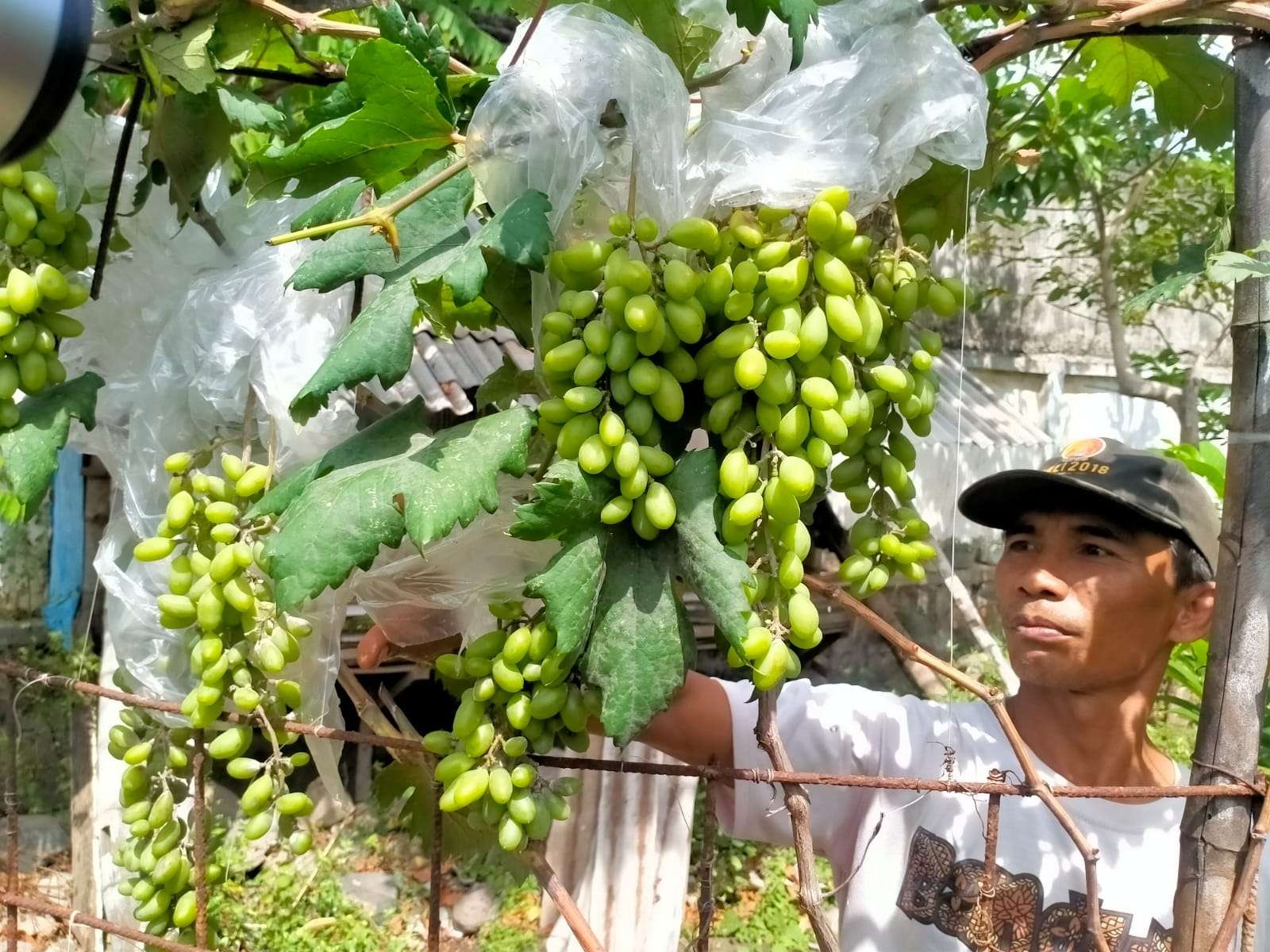 Safiudin menunjukkan buah anggur mancanegara di kebun di dekat rumahnya di Kota Probolinggo. (Foto: Ikhsan Mahmudi/Ngopibareng.id)