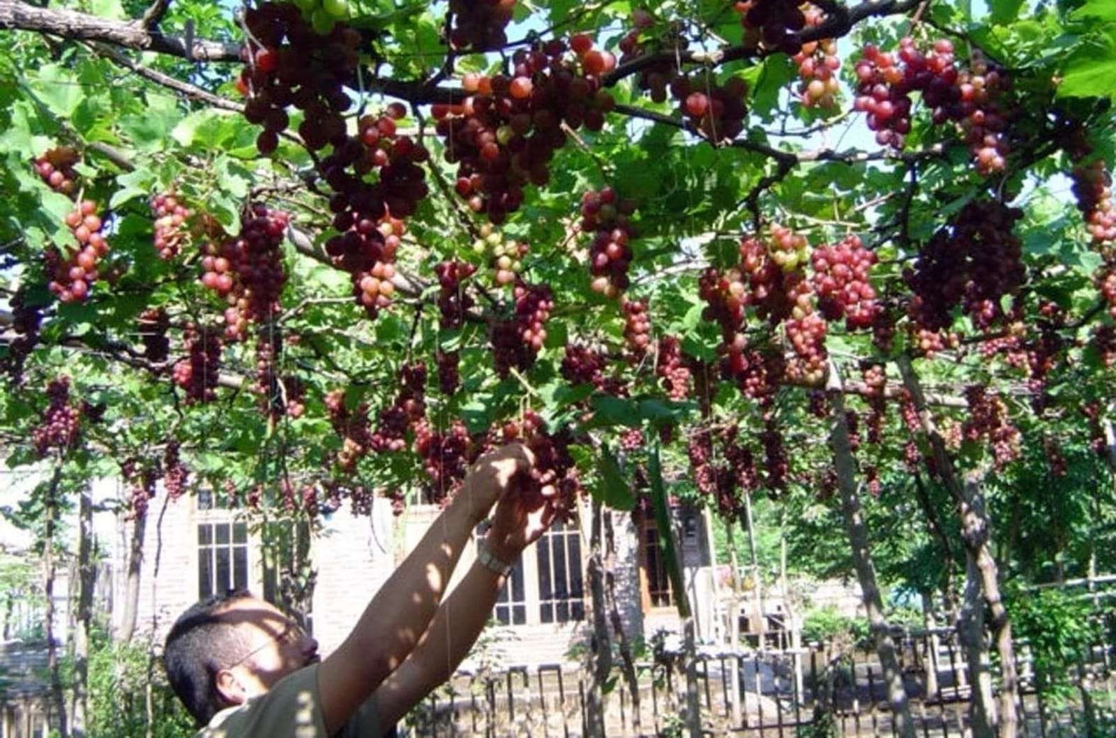 Anggur, ikon Kota Probolinggo yang kini kian luntur seiring dengan keengganan petani menanam buah tersebut. (Foto: Ikhsan Mahmudi/Ngopibareng.id)
