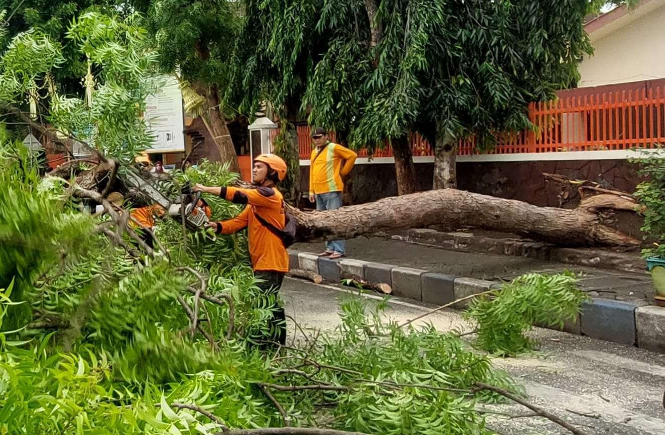 Salah satu pohon yang tumbang di Jalan dr. Mohamad Saleh, Kota Probolinggo. (Foto: Ikhsan Mahmudi/Ngopibareng.id)