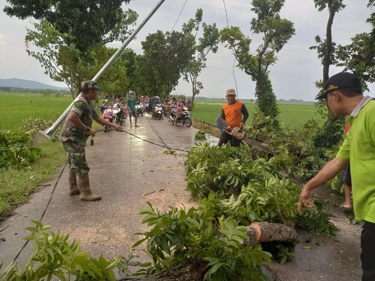 Sejumlah pohon tumbang dan tiang listrik di jalan poros desa di Desa Gedongarum, Kecamatan Kanor, Bojonegoro pada Minggu 20 November 2022. (Foto: dok BPBD)