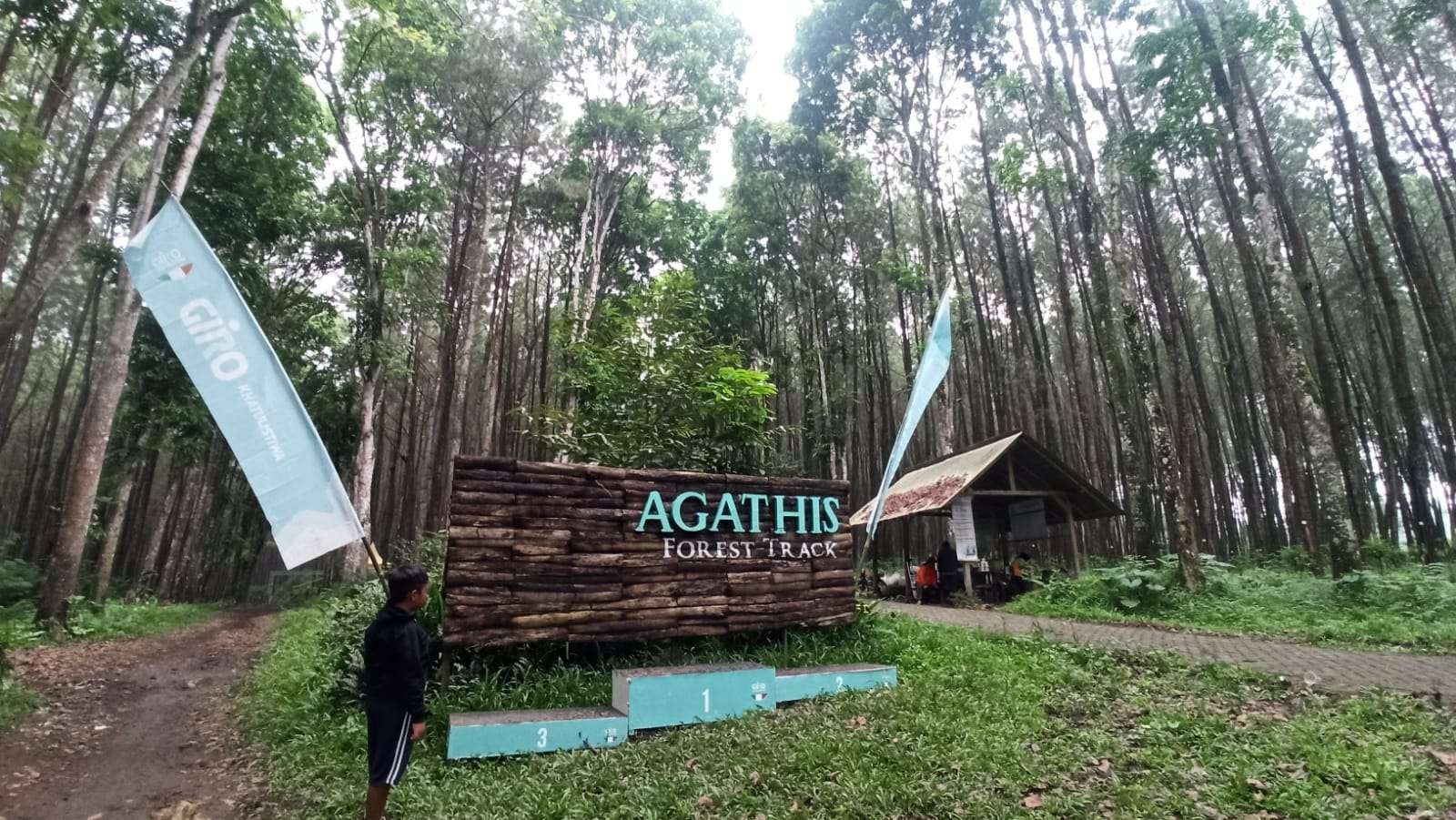 Agathis Forest pilihan wisata alam di Banyuwangi, Jawa Timur. Hamparan hutan pinus eksotis. (Foto: Muh Hujaini/Ngopibareng.id)