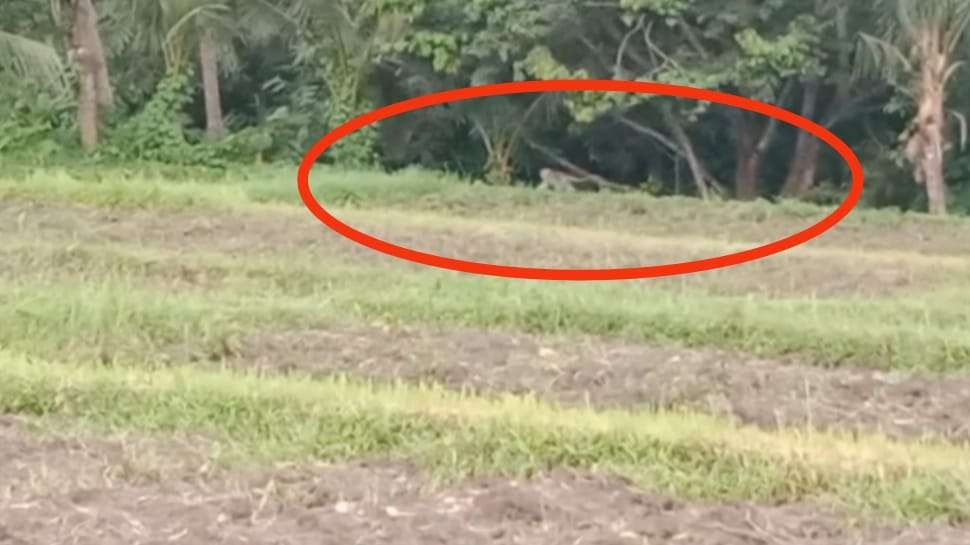 Kawanan monyet ekor panjang yang menyerang tanaman pertanian di wilayah Desa Kemiren dan Tamansuruh, Banyuwangi. (Foto: Istimewa)