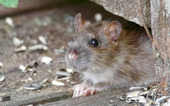 Polisi di India menyalahkan tikus atas rusaknya barang bukti berupa 200 kilogram ganja. Tikus juga disebut menenggak ribuan liter alkohol sitaan. (Foto: unsplash)