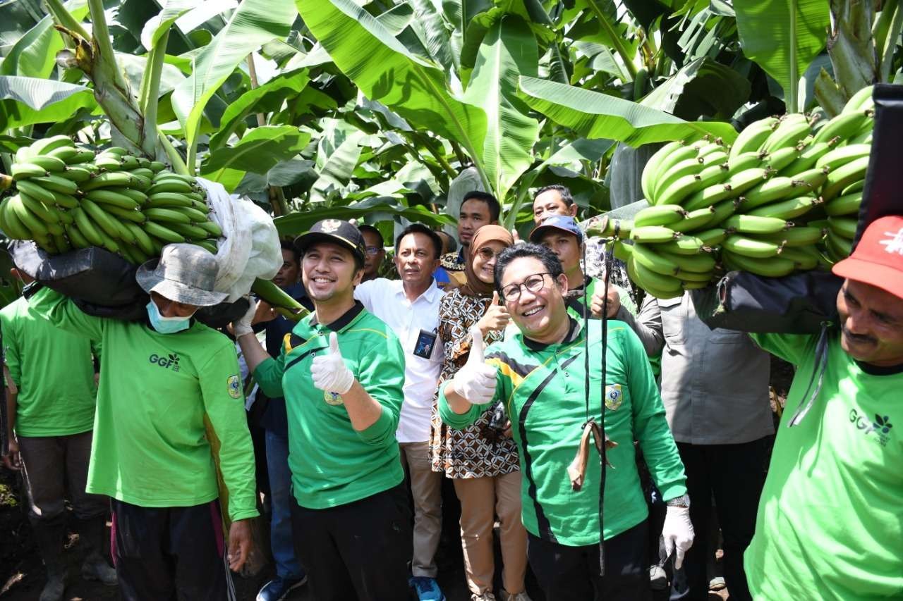 Mendes PDTT, Abdul Halim Iskandar dan Wagub Jatim Emil Dardak panen perdana pisang cavendish di demplot Bondowoso. (Foto: Guido Saphan/Ngopibareng.id)