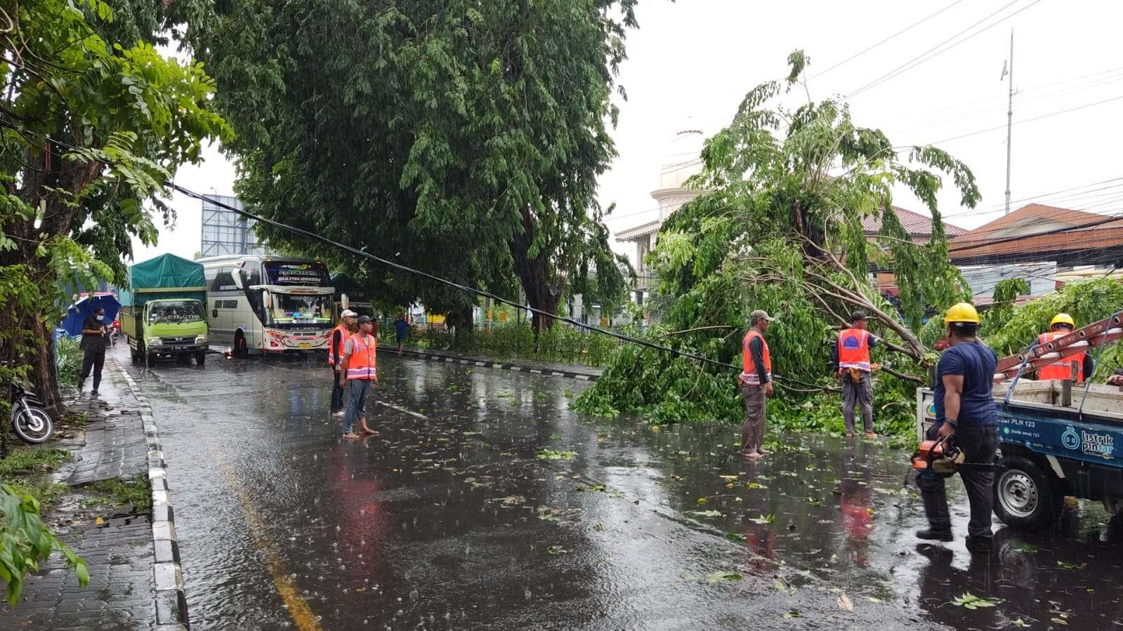 Pohon tumbang usai hujan deras dan angin kencang di kawasan Aloha, depan Maspion, Sidoarjo, Jawa Timur, Senin 28 November 2022. (Foto: Fariz Yarbo/Ngopibareng.id)