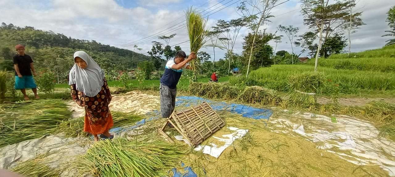Petani di Jember saat memanen padi. Sebaliknya, pemerintah hendak impor beras. (Foto: Istimewa)