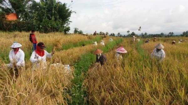 Petani di Bojonegoro sedang panen padi. (Foto:  bojonegorokab.go.id)