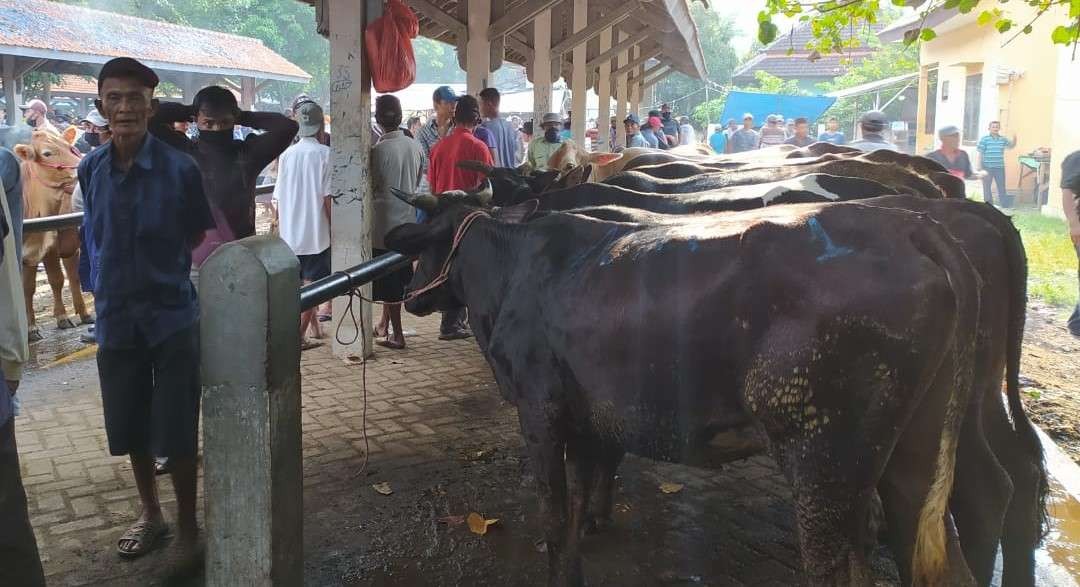 Kondisi Pasar Hewan Wonoasih, Kota Probolinggo saat hari pasaran, jumlah sapi sudah normal. (Foto: Ikhsan Mahmudi/Ngopibareng.id)