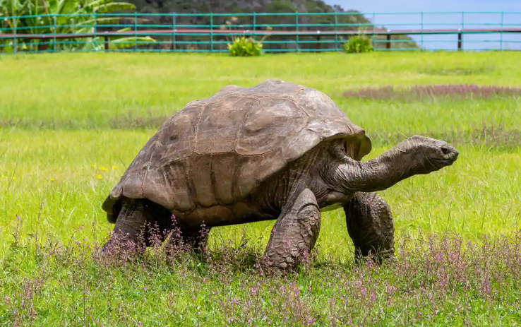 Jonathan adalah kura-kura raksasa jenis Seychelles penghuni Pulai Saint Helena, di Samudra Atlantik. Memegang rekor kura-kura tertua dunia. (Foto: The Guardian)