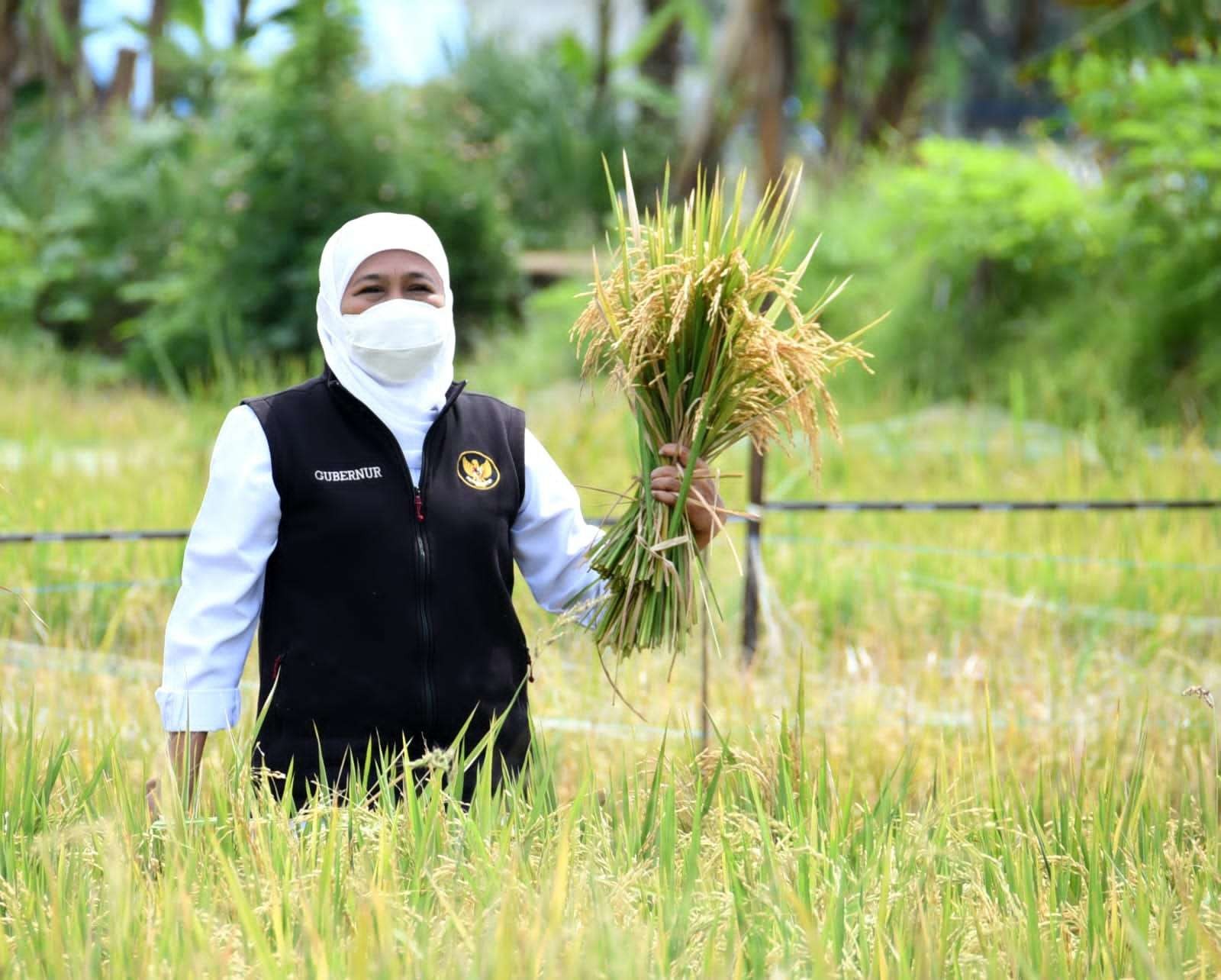 Gubernur Jatim, Khofifah Indar Parawansa saat mengikuti panen padi di Ngawi. (Foto: Humas Prov Jatim)