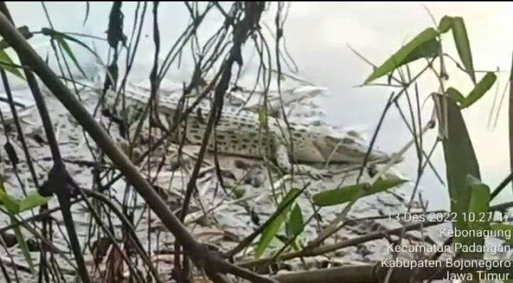 Buaya yang muncul di pinggir Sungai Bengawan Solo, tepatnya di Desa Kebunagung, Kecamatan Padangan, Bojonegoro, pada Selasa 13 Desember 2022. (Foto: tangkapan video Damkar Bojonegoro))