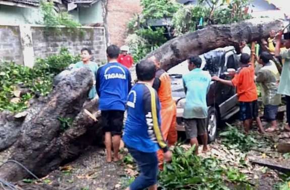 Petugas BPBD Situbondo dan warga memotong batamg pohon mangga tumbang menimpa mobil akibat dihantam angin kencang dan hujan deras.(foto: BPBD Situbondo)