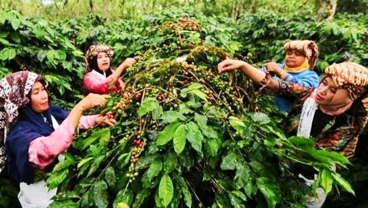 Memetik buah kopi menjadi daya tarik tersendiri di Kampoeng Kopi Banaran. (Foto: Asmanu Sudharso/Ngopibaren.id)